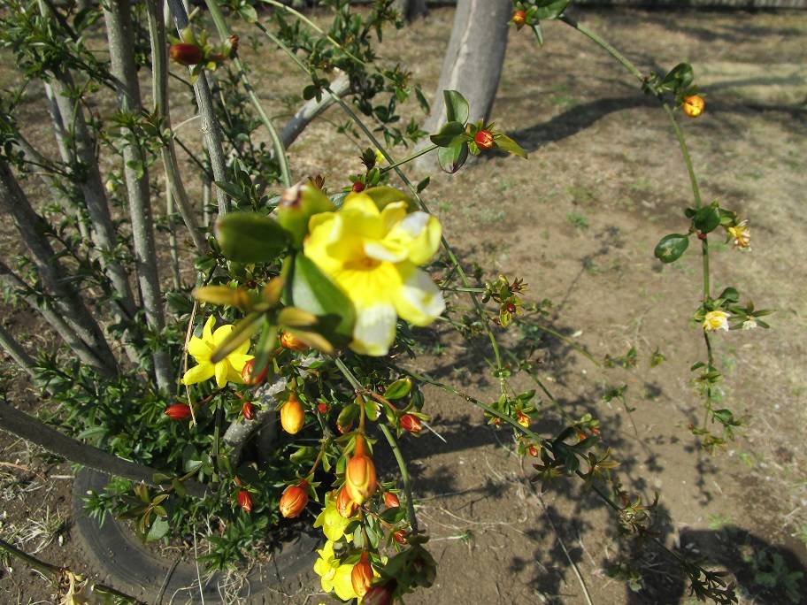 雲南黄梅(ウンナンオウバイ)開花の写真