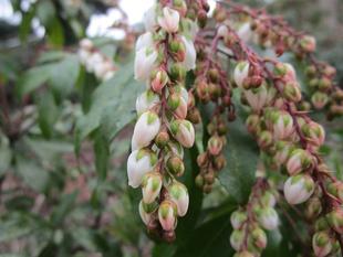 馬酔木(アセビ)開花