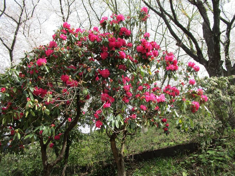石楠花(シャクナゲ)の花の写真