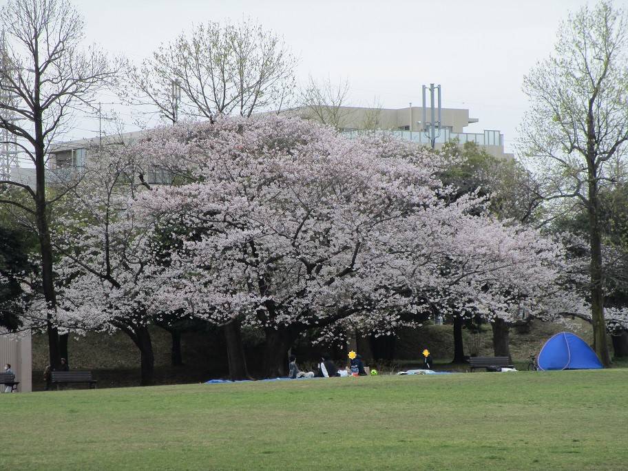 桜開花状況【2024年4月7日】の写真