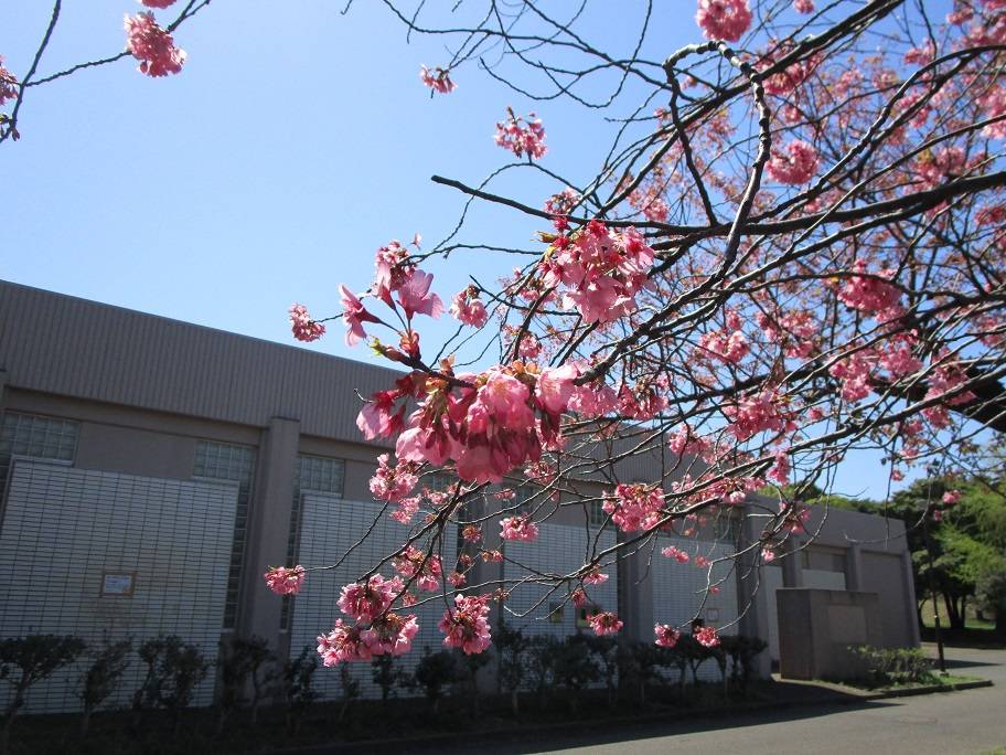 桜開花状況【2024年4月10日】の写真