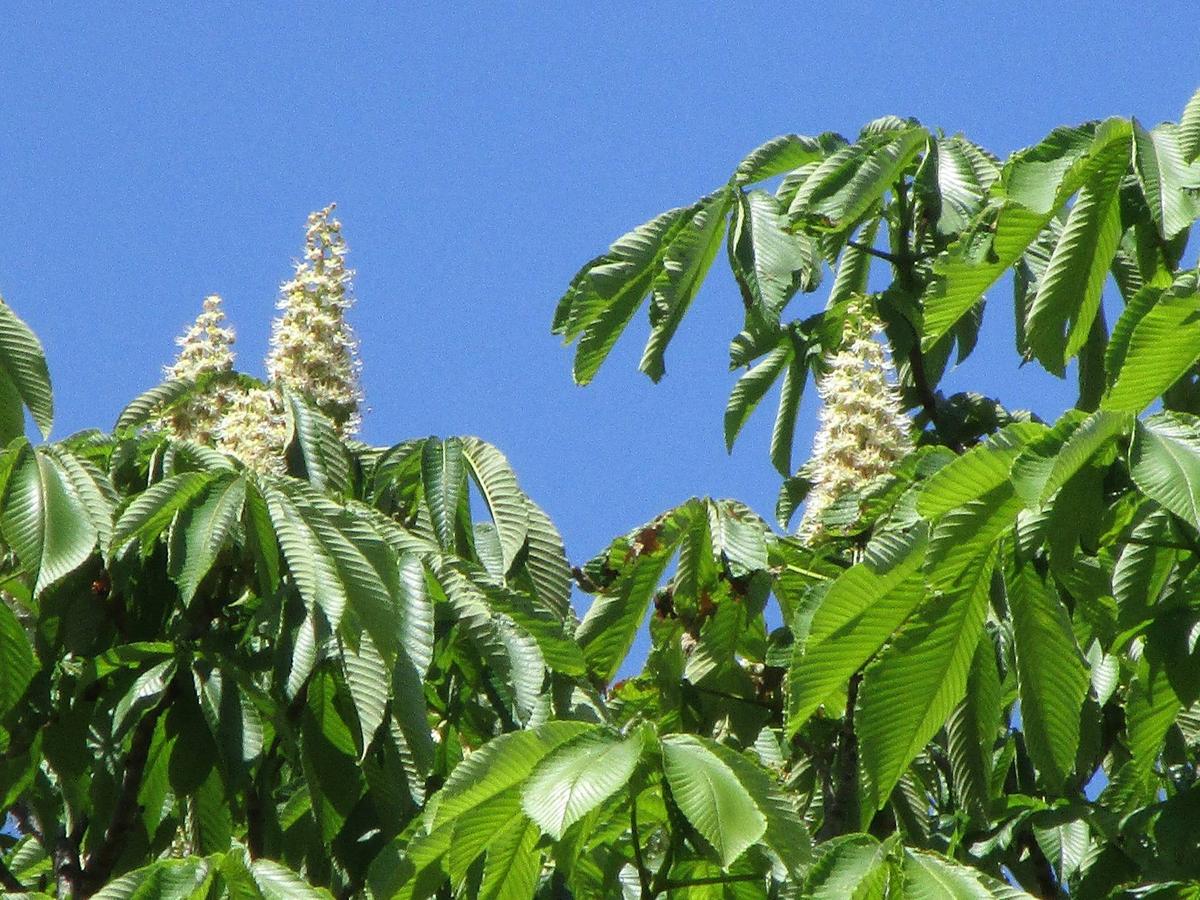 トチノキの花|｜ブログ|岸根公園公式サイト｜公益財団法人 横浜市緑の協会