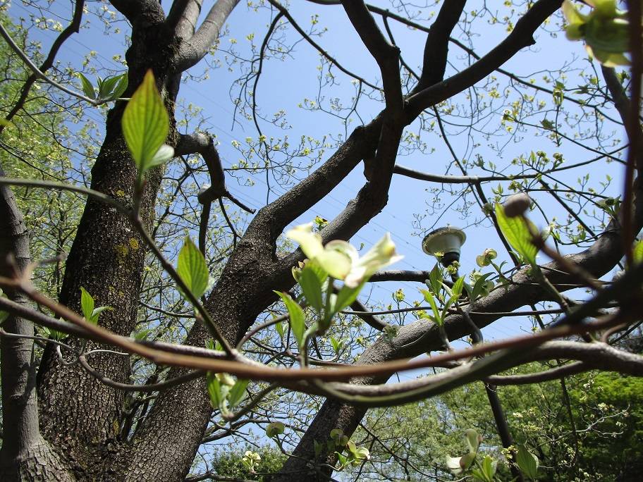 桜の次は花水木(ハナミズキ)の写真