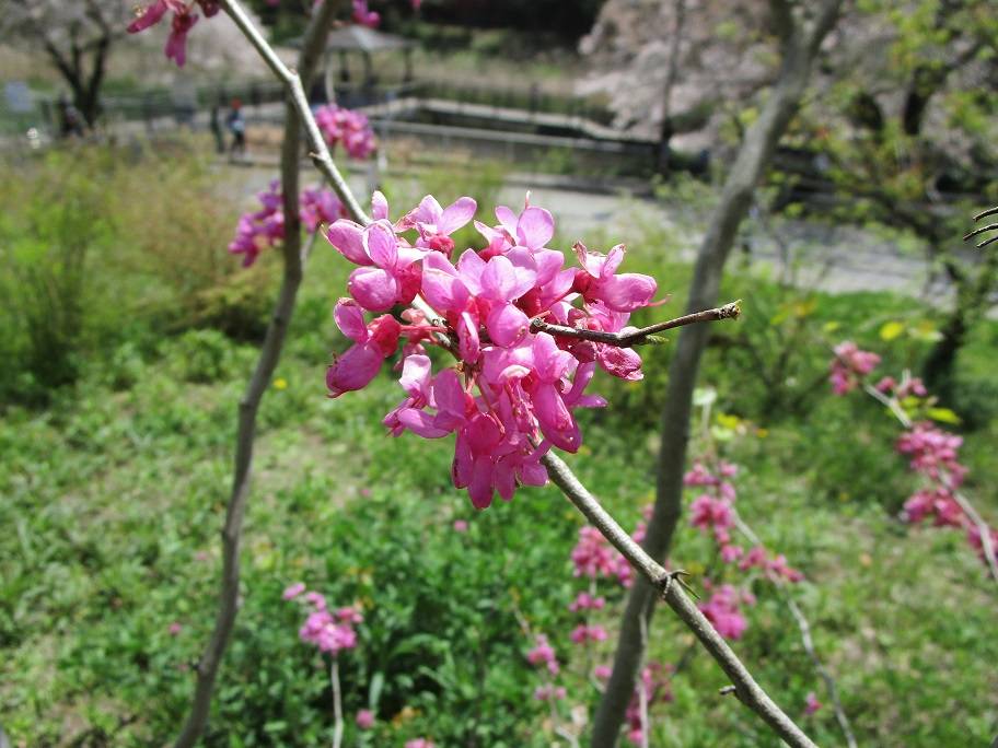 花蘇芳(ハナズオウ)満開の写真