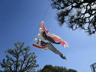 鯉のぼり展示中