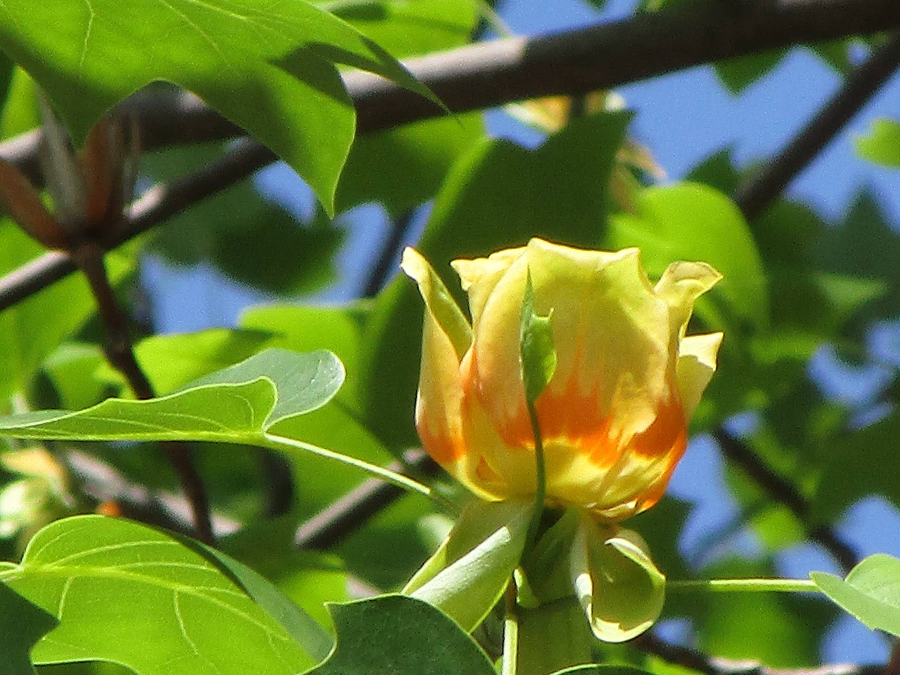 ユリノキの花の写真