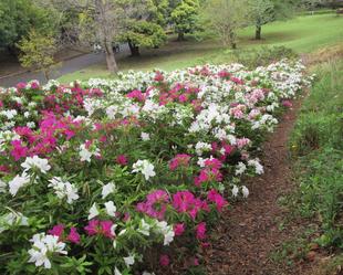 ツツジが咲きはじめています