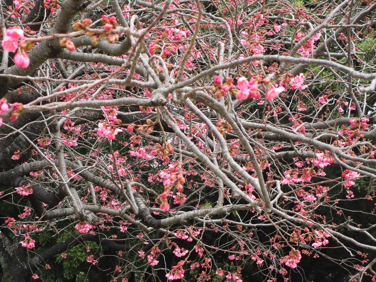 桜開花情報【2024年4月1日】|桜開花｜ブログ|岸根公園公式サイト｜公益