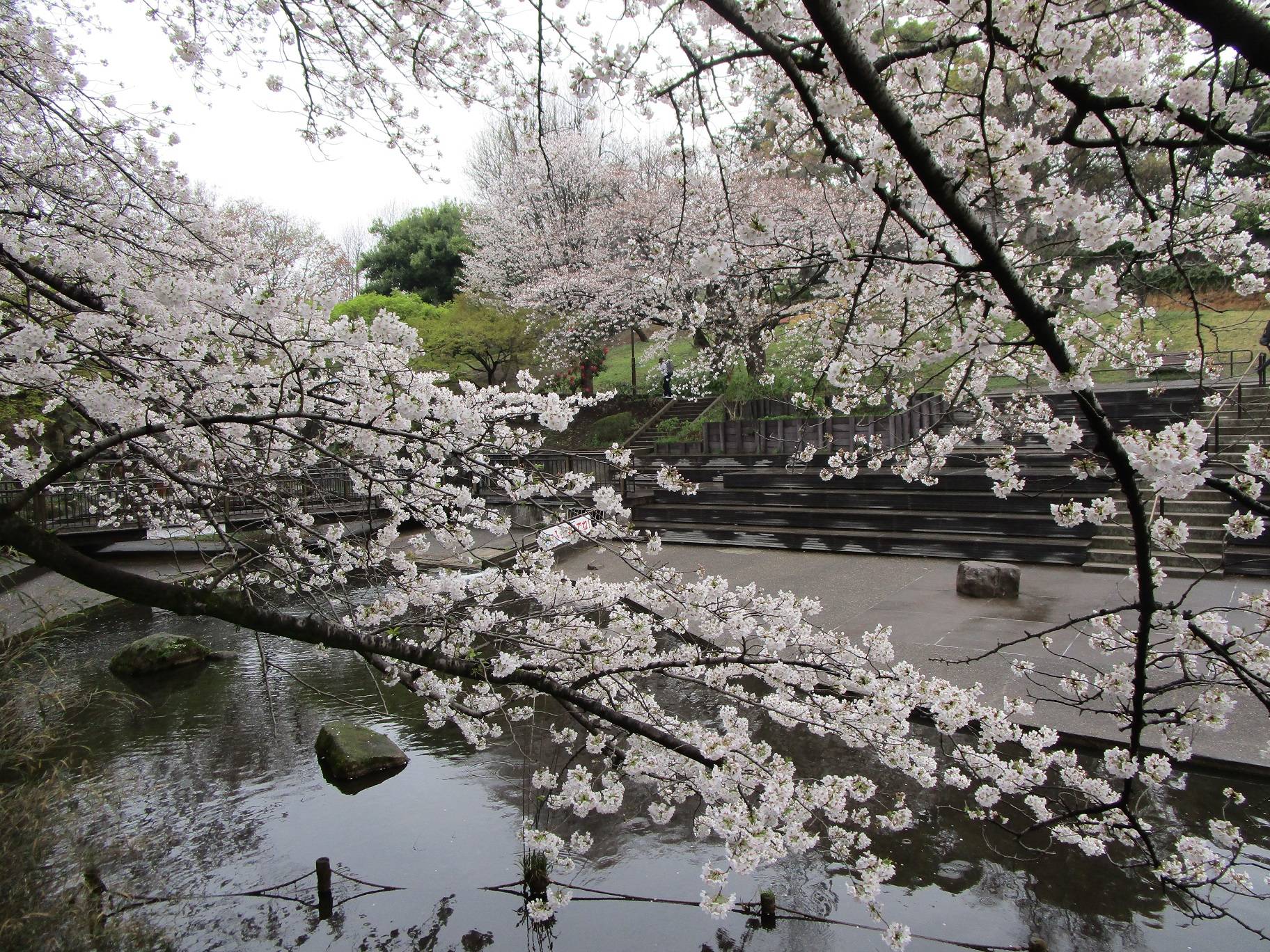 桜開花状況【2024年4月5日】の写真