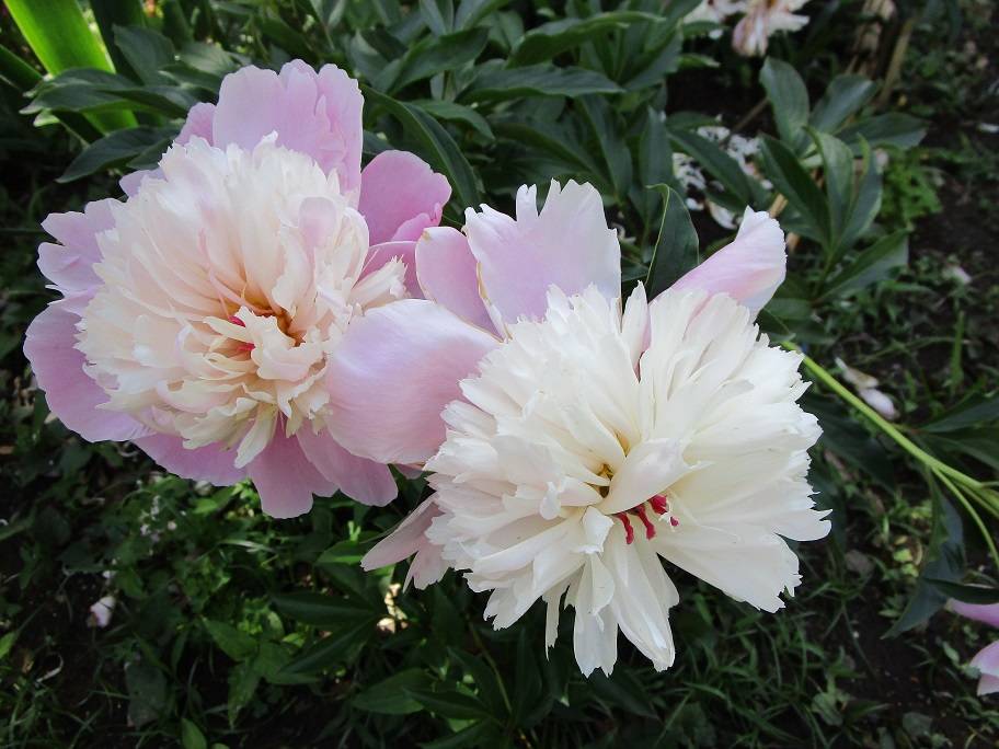 初夏彩る芍薬(シャクヤク)の花の写真