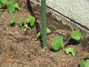 グリーンカーテン 【2024年5月21日】