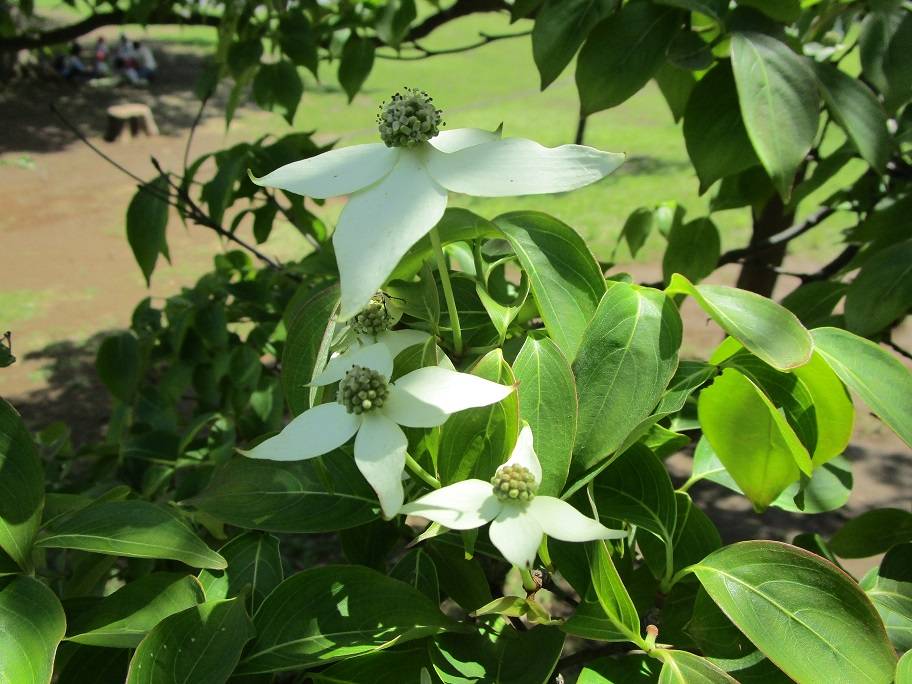 山法師(ヤマボウシ)の花の写真