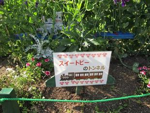 スイートピーのトンネル