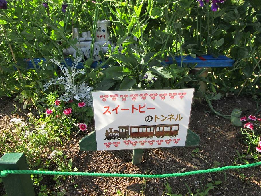 スイートピーのトンネルの写真