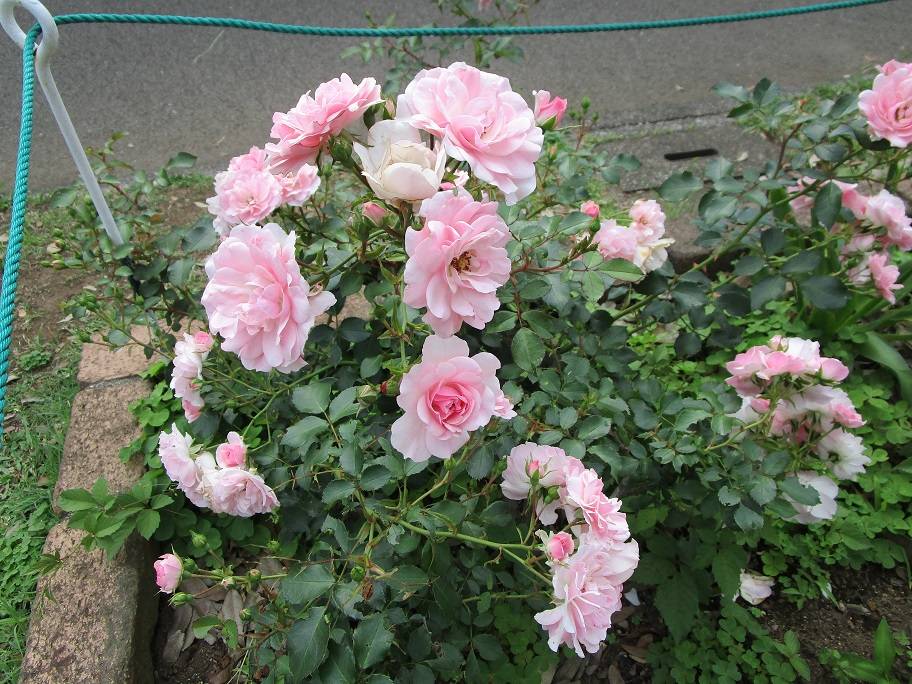 薔薇(バラ)満開の写真