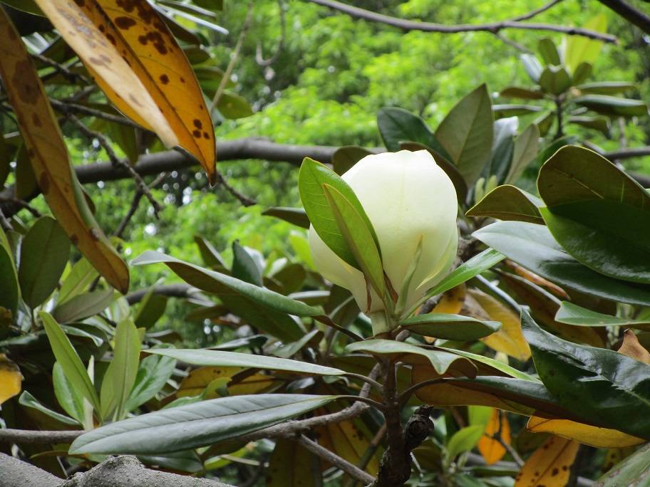 泰山木(タイサンボク)開花の写真
