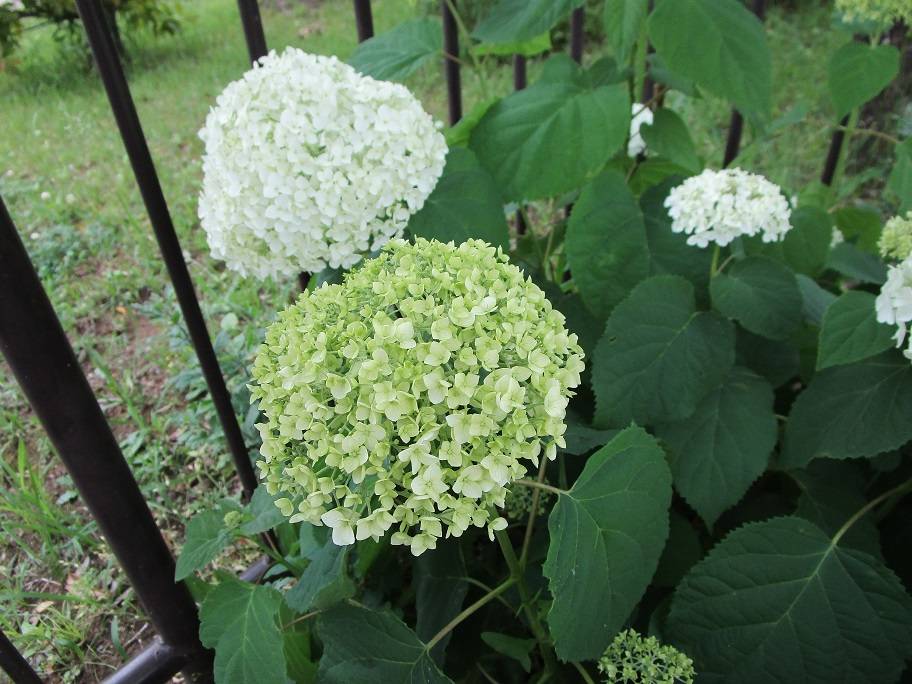 白い紫陽花(アジサイ)・アナベルの写真