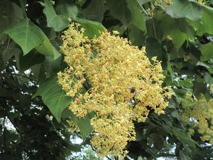 青桐(アオギリ)の花【2024年6月29日】