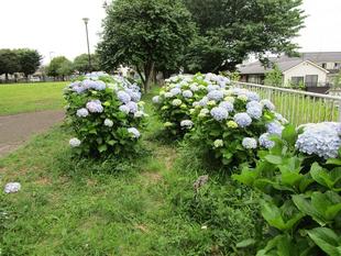 紫陽花(アジサイ)満開