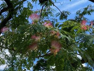 合歓木（ネムノキ）開花