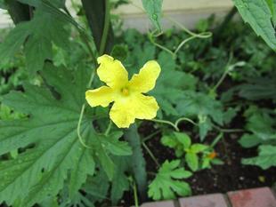 グリーンカーテン【2024年6月27日】