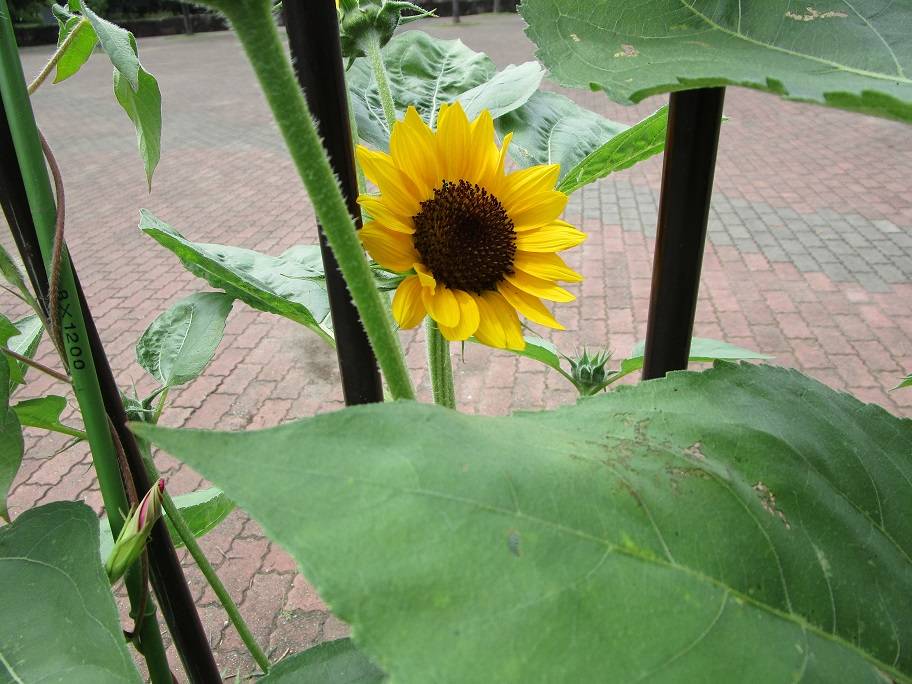 向日葵(ヒマワリ)開花【2024年6月27日】の写真