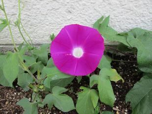 グリーンカーテン【2024年6月14日】