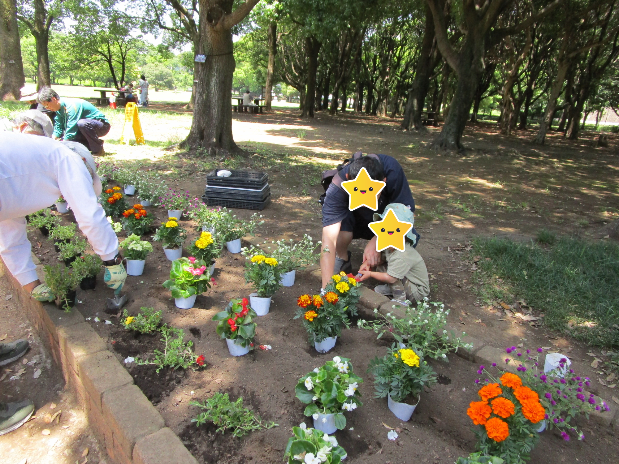 花壇の花植え 【2024年6月8日】の写真