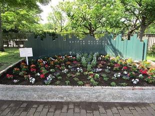 夏の花植え（鶴見支援学校）【2024年6月4日】