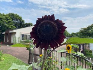 黒い向日葵（ヒマワリ）
