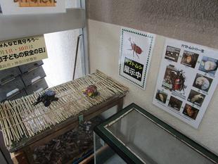 カブトムシの展示【2024年7月14日】