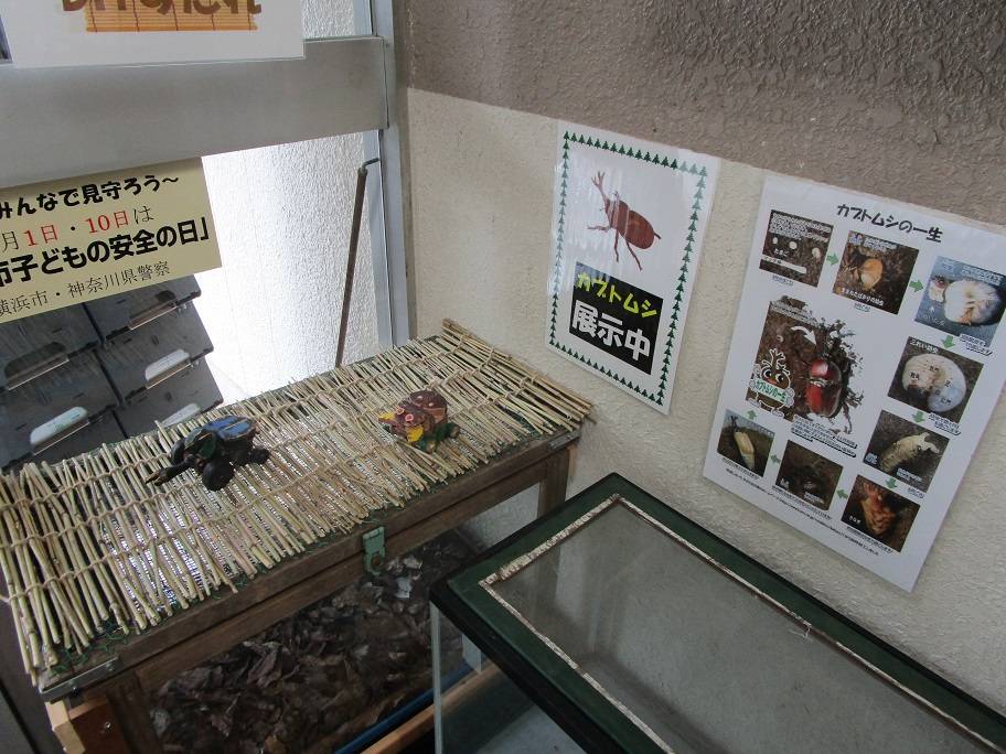 カブトムシの展示【2024年7月14日】の写真