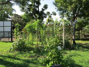 お花のトンネル【2024年7月23日】