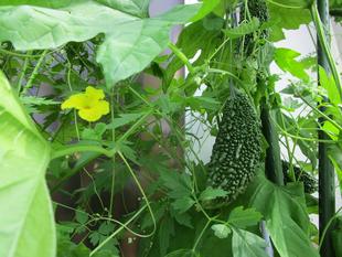 グリーンカーテン【2024年７月17日】