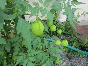 グリーンカーテン【2024年7月9日】