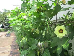 綿（ワタ）の実【2024年8月18日】