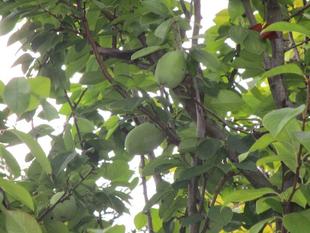 花梨（カリン）の実【2024年8月18日】