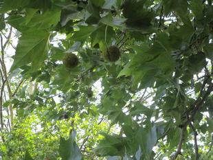 プラタナスの実【2024年8月2日】