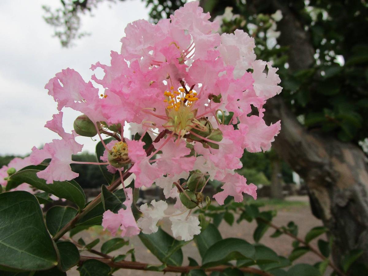 夏の花「サルスベリ（百日紅）」が満開です【2024年8月6日