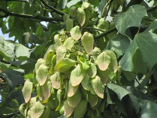 アオギリの果実【2024年8月14日】