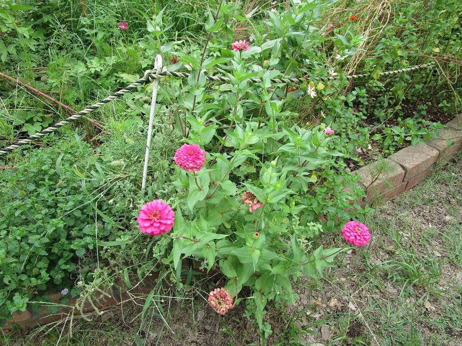 百日草(ヒャクニチソウ)【2024年9月17日】の写真