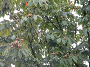 栃の実【2024年9月1日】