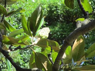 泰山木(タイサンボク)の実【2024年9月11日】