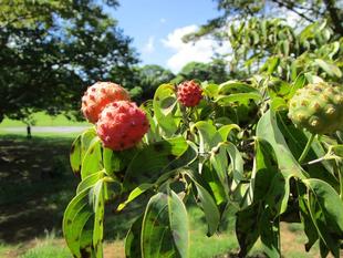 山法師(ヤマボウシ)の果実【2024年9月10日】