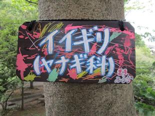 飯桐(イイギリ)【2024年9月23日】