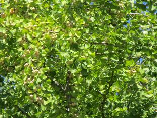 銀杏(ギンナン)【2024年9月17日】