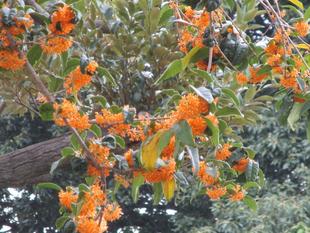 キンモクセイの香り【2024年10月16日】