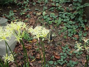 アゲハチョウと彼岸花(ヒガンバナ)【2024年10月1日】