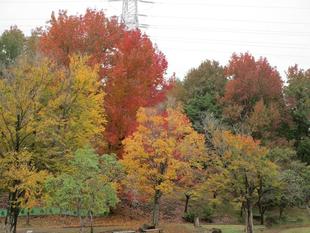 紅葉が見ごろです