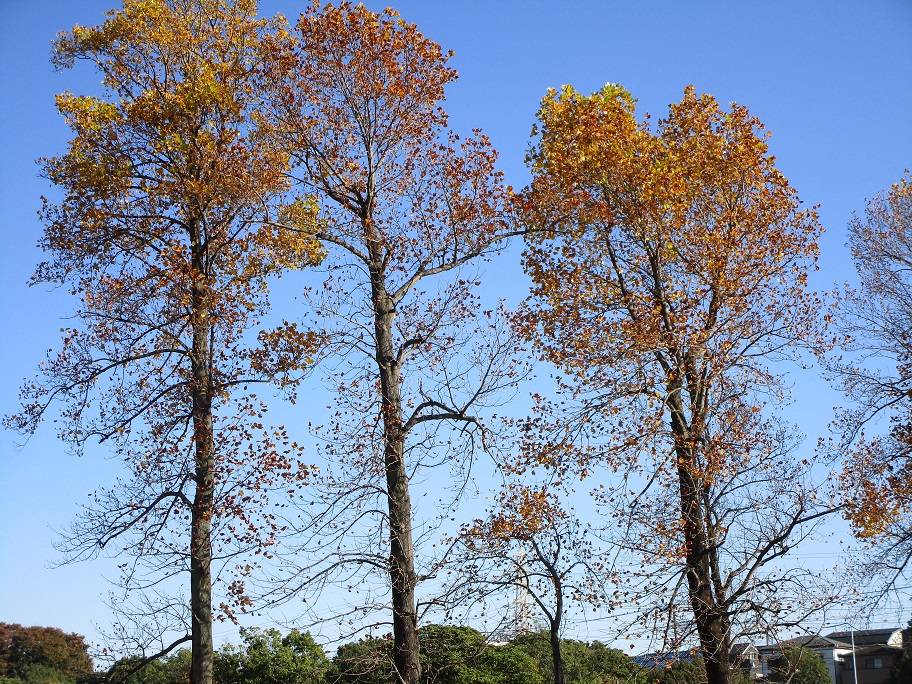紅葉狩り 【2024年11月25日】の写真